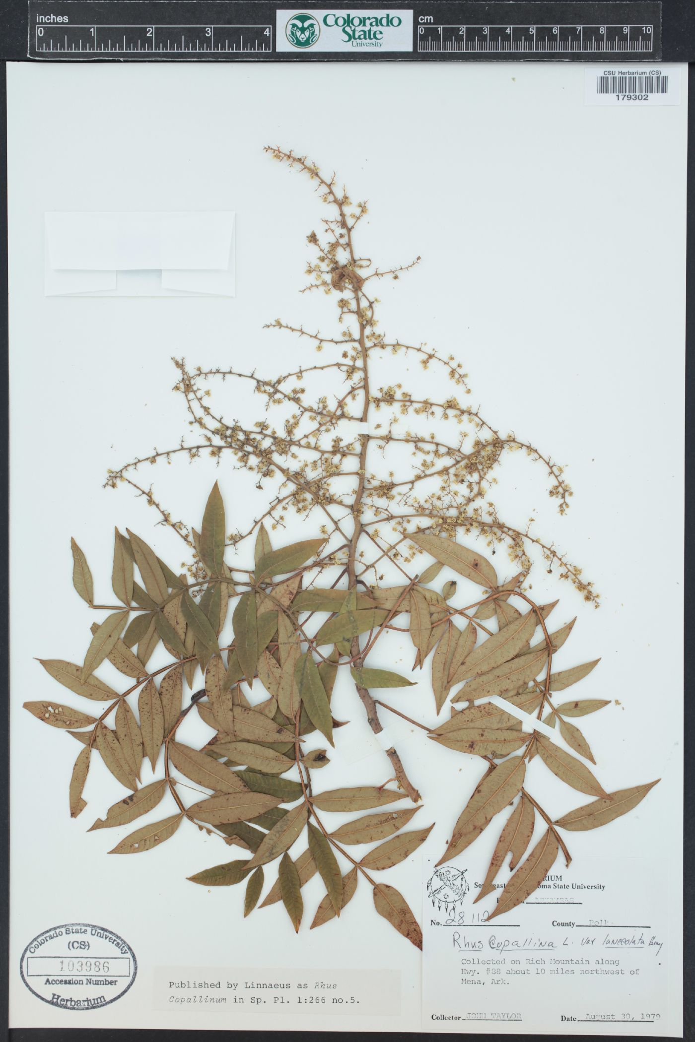 Rhus lanceolata image