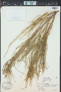 Ephedra viridis image