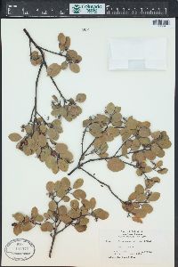 Arctostaphylos rudis image