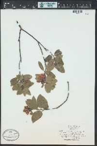 Arctostaphylos tomentosa image