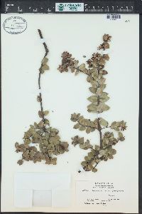 Arctostaphylos viridissima image