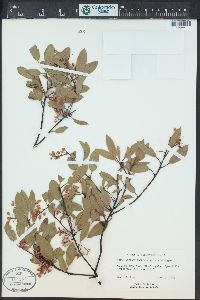 Arctostaphylos stanfordiana image