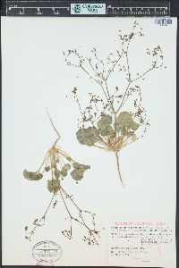 Stenogonum flexum image