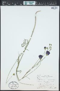 Callirhoe digitata image