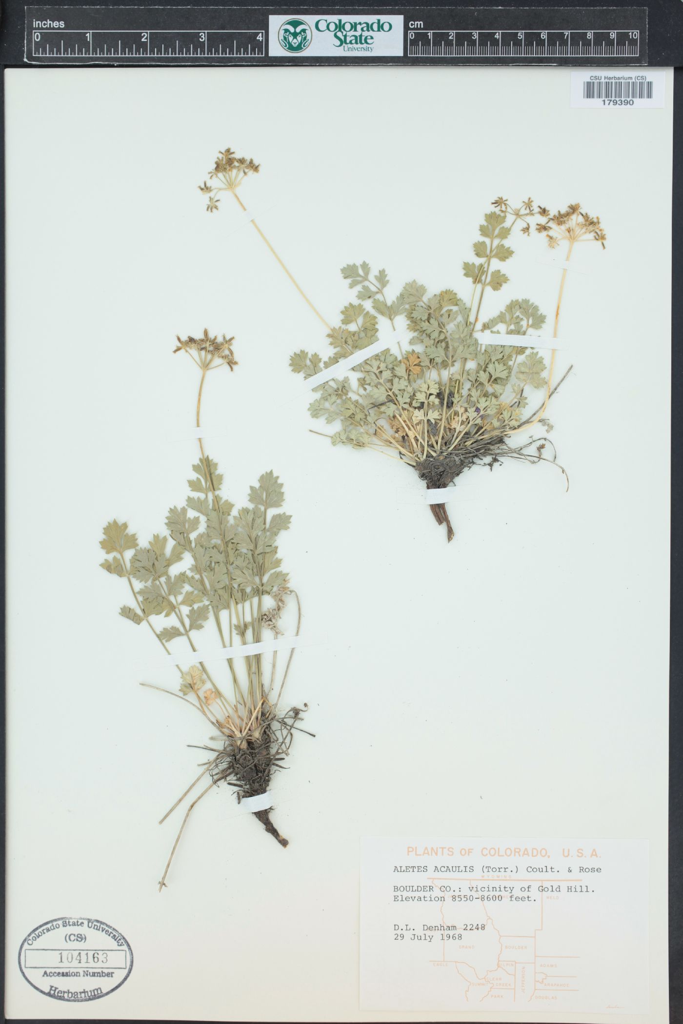 Aletes acaulis image