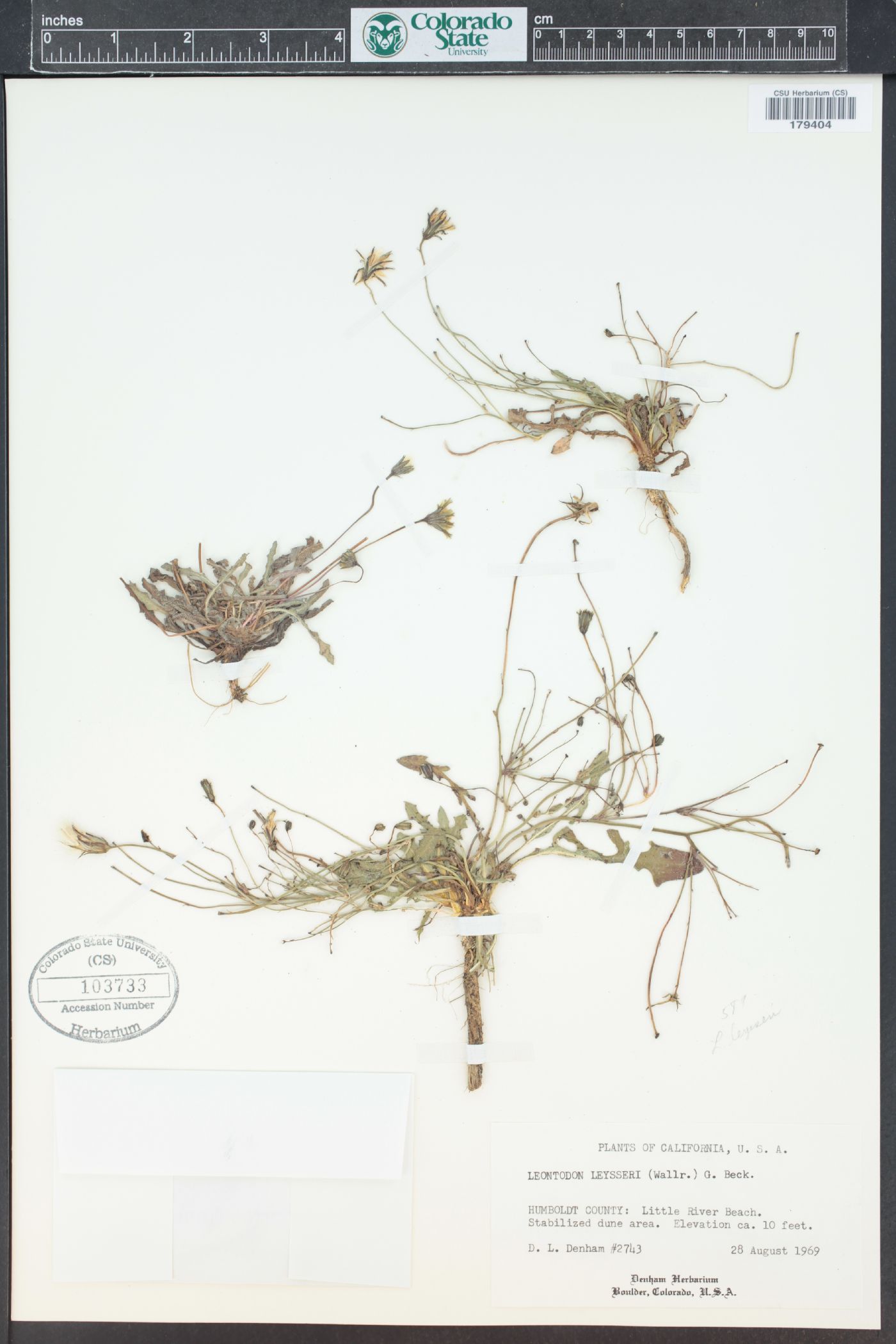 Taraxacum officinale subsp. officinale image