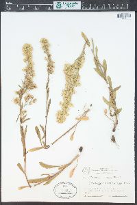 Solidago simplex var. nana image