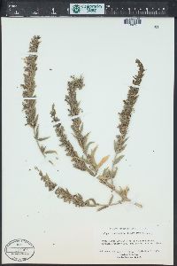 Trichostema lanceolatum image