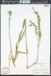 Physostegia angustifolia image