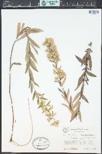 Solidago petiolaris image