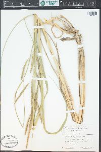 Spartina pectinata image