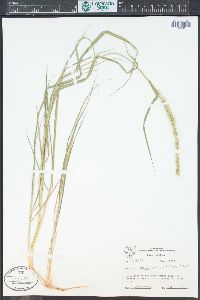 Setaria leucopila image