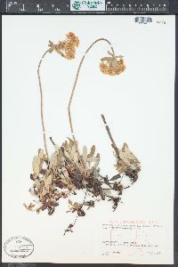 Eriogonum umbellatum var. majus image