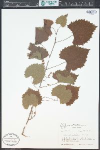 Vitis rotundifolia image