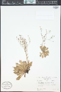 Saxifraga razshivinii image