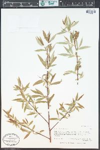 Salix taxifolia image