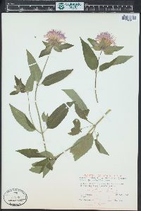 Monarda fistulosa var. menthifolia image