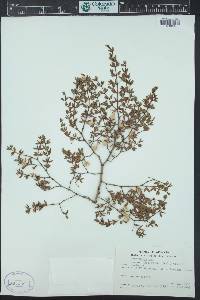 Larrea tridentata image