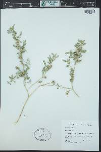 Tribulus terrestris image