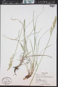 Leucopoa kingii image