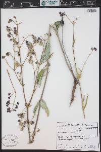 Mirabilis albida image