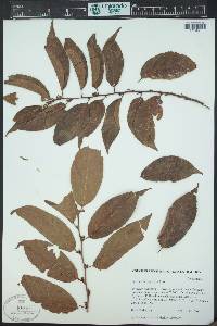Perrottetia longistylis image