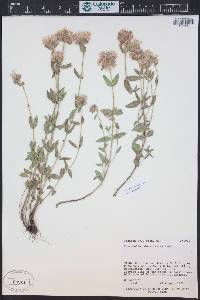 Monardella odoratissima image