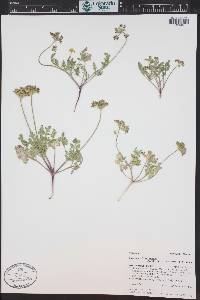 Musineon divaricatum image