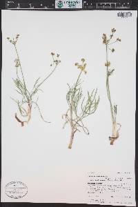 Lomatium simplex var. simplex image