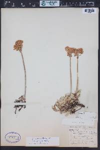 Eriogonum umbellatum var. majus image