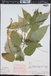 Helianthus strumosus image