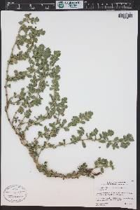 Polygonum achoreum image