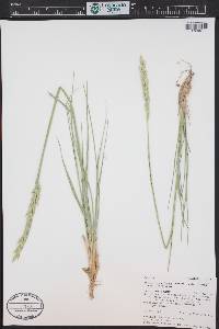 Elymus lanceolatus image