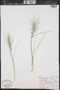 Elymus elymoides subsp. brevifolius image