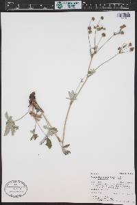 Potentilla pulcherrima image