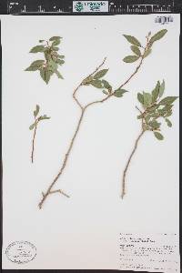 Salix lutea image