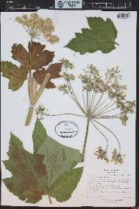 Heracleum maximum image