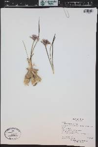 Allium macropetalum image