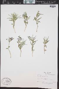 Asclepias uncialis image