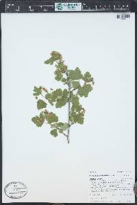 Physocarpus monogynus image