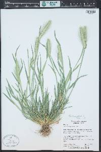 Hordeum vulgare image