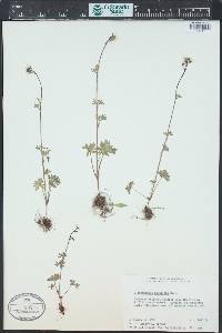 Lithophragma glabrum image