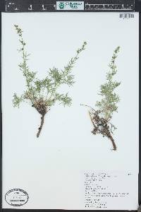 Artemisia laciniata subsp. parryi image