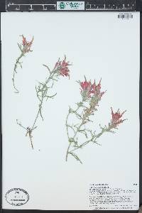 Castilleja scabrida image