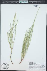 Ephedra viridis image