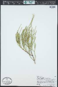 Ephedra viridis image