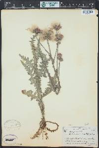 Cirsium palustre image