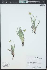 Agoseris parviflora image