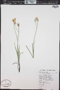 Crepis acuminata image