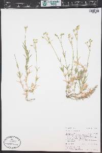 Cerastium arvense subsp. strictum image